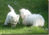samino u. Westie