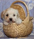 homepage 2
