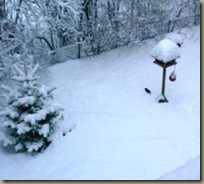 Schnee 30.1. Futterhaus