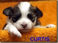 Curtis WK