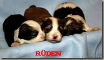 Drei Rüden 6.12.