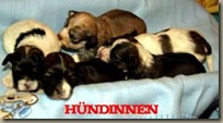 Hündinnen 6.12.