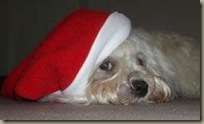 Samino Advent 2010