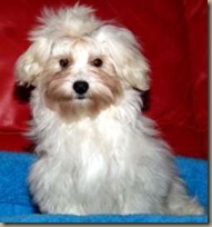 Dajan 16.1.2011