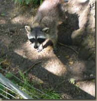Waschbär am Zaun