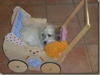 Casimir in Puppenwagen 1