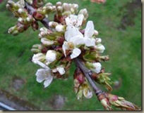 Blüh.Kirschzweig Ostern 2012