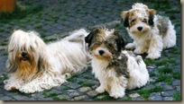 Havi-Mama mit 2 Welpen