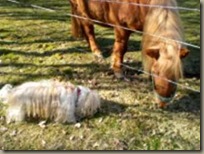 Pferd und Hund