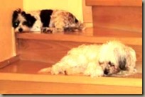 Tr Vera mit Molly und Zoey 2