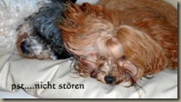 Giovanni und Jasper 2 22.12.12