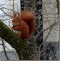 Eichhörnchen im Baum