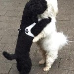 Tino und Zesario 2