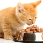 Zoobio - Katzen