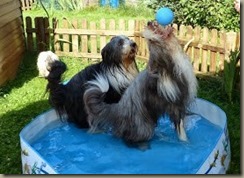 claudia Wasserball